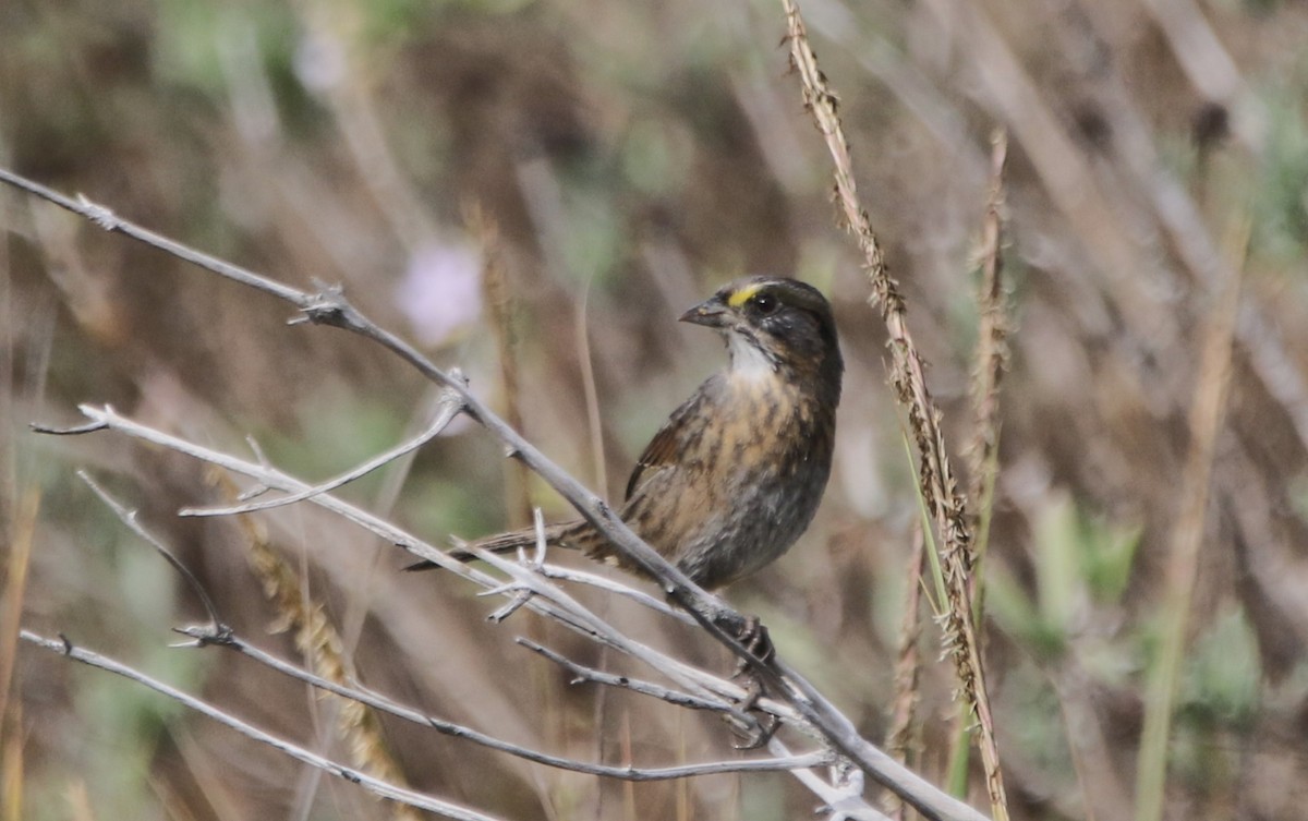 Seaside Sparrow - ML646483754