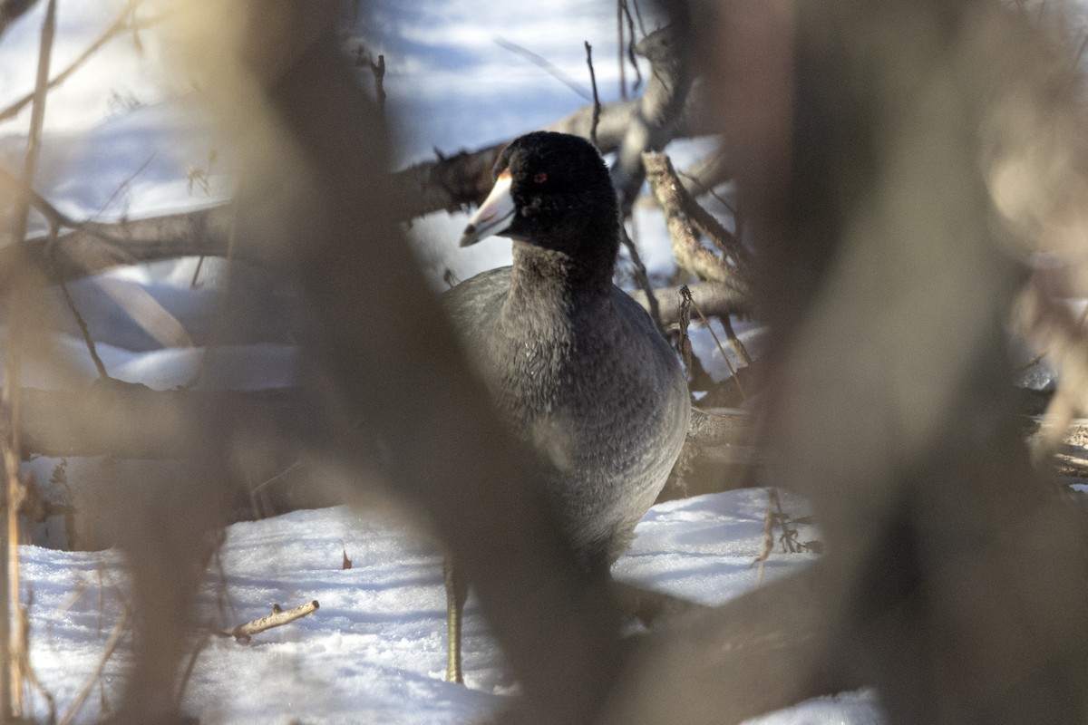 lyska americká - ML646483755