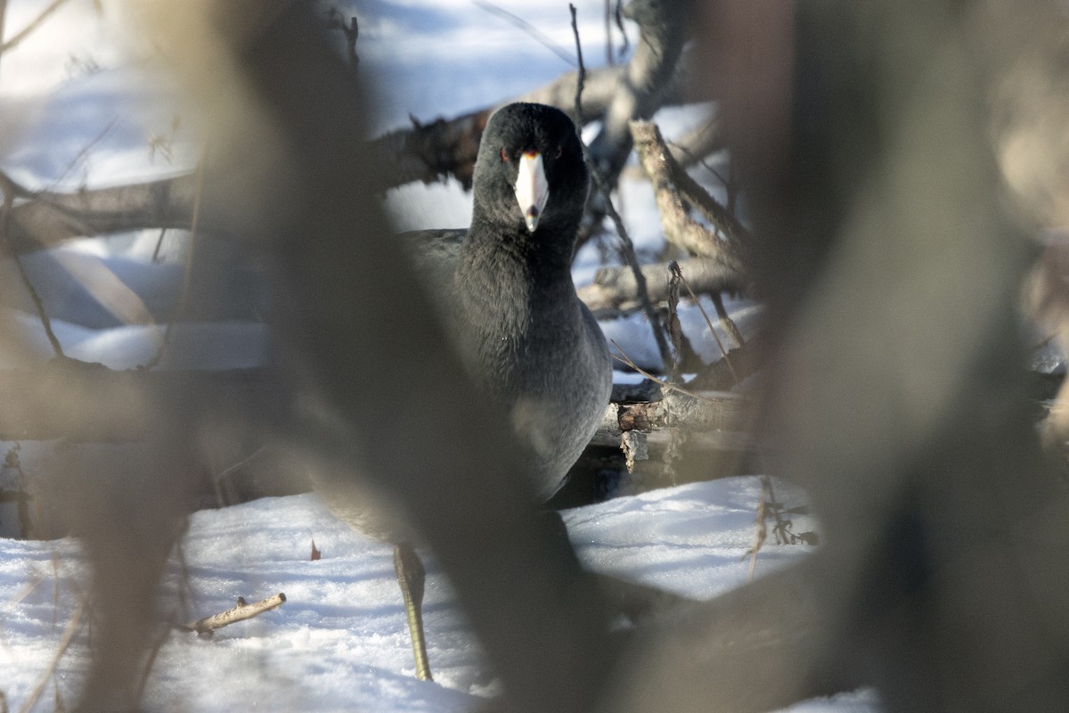 lyska americká - ML646483756