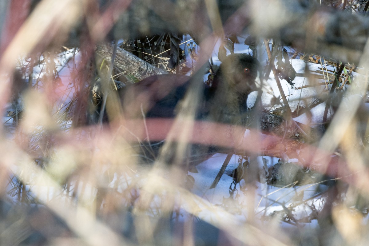 lyska americká - ML646483757