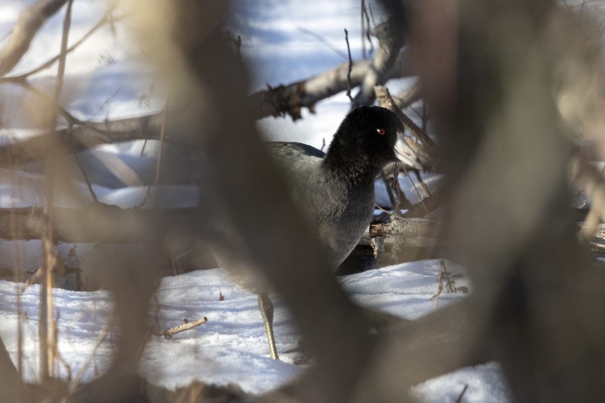 lyska americká - ML646483758