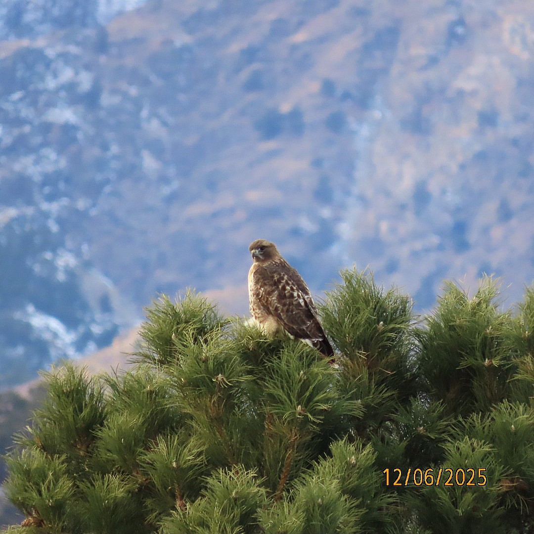 Red-tailed Hawk - ML646483759