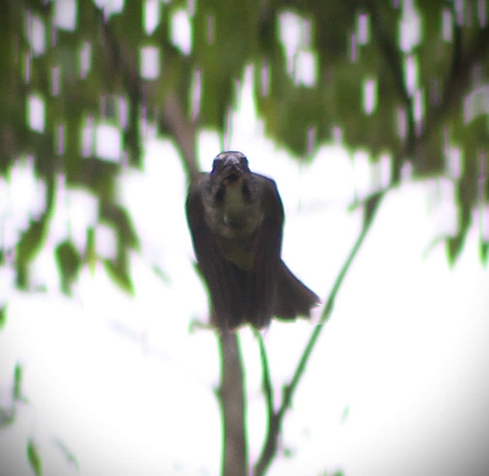 Зернолуск зеленокрилий - ML646483763