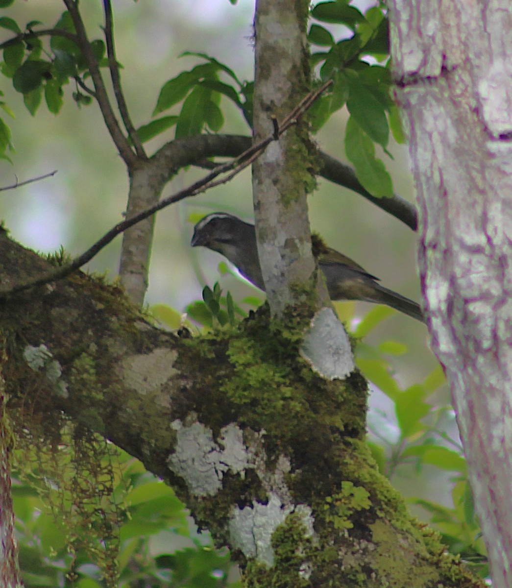 Зернолуск зеленокрилий - ML646483764