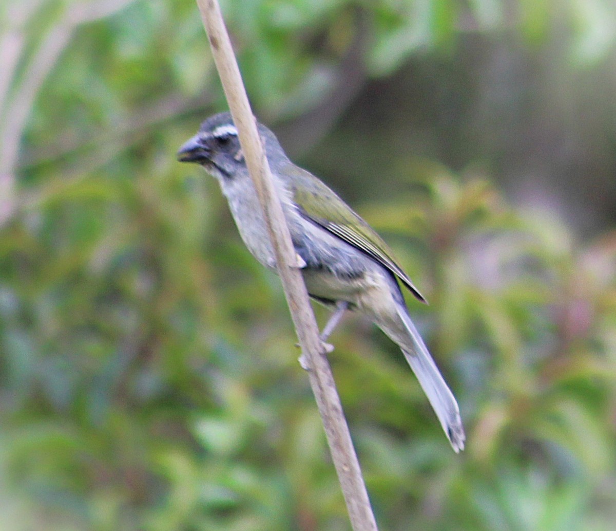 Зернолуск зеленокрилий - ML646483765