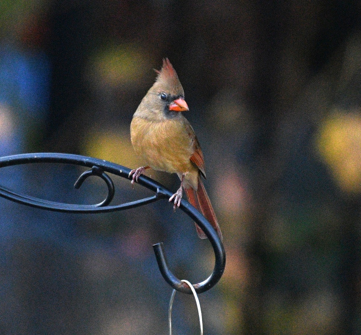 kardinál červený - ML646483767