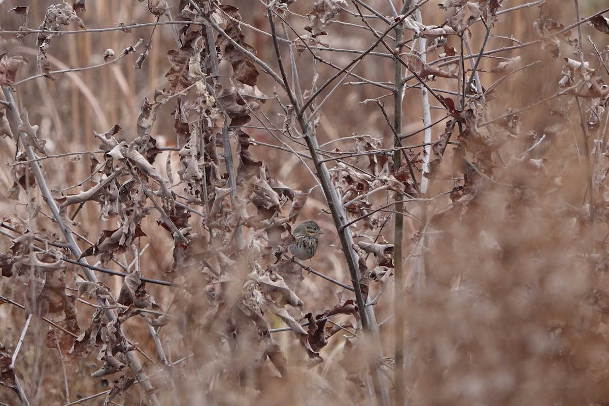 Lincoln's Sparrow - ML646483770