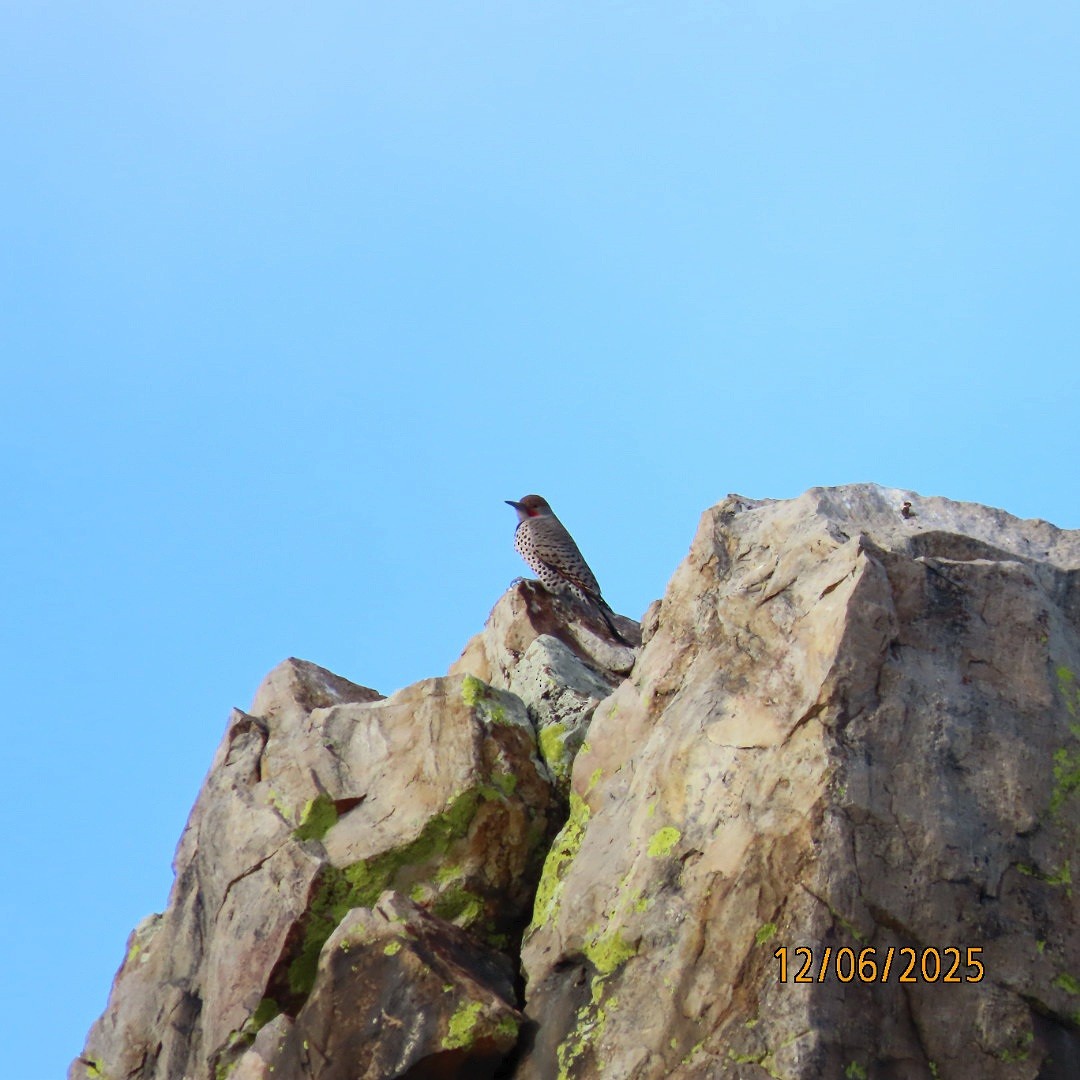 Northern Flicker - ML646483775