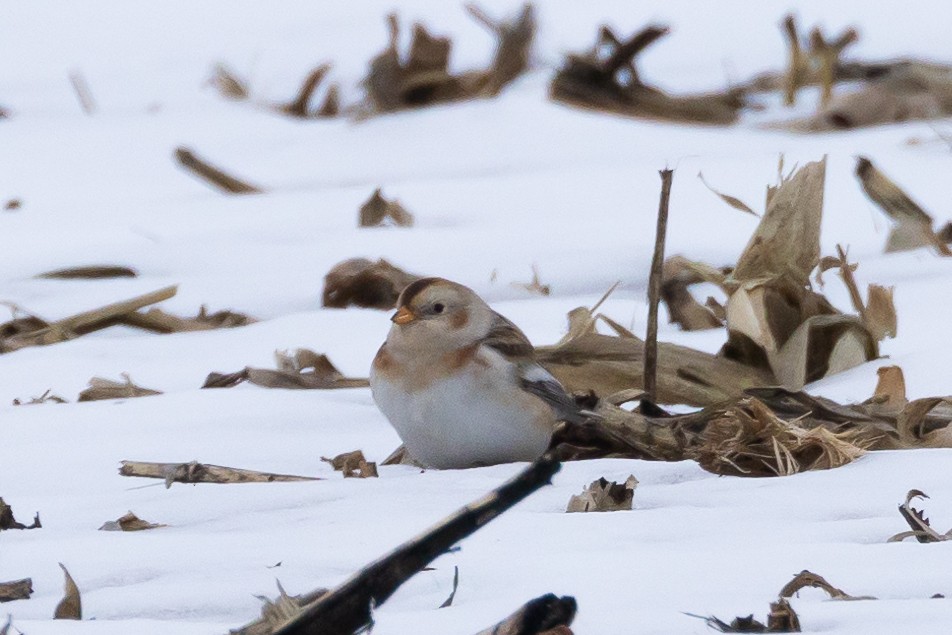Snow Bunting - ML646483779