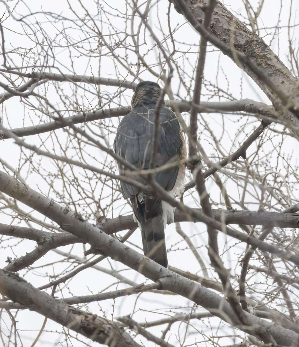 Cooper's Hawk - ML646483780