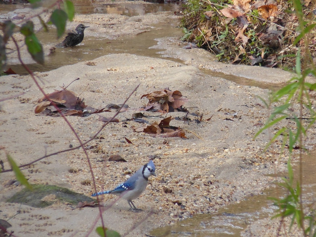 European Starling - ML646483782