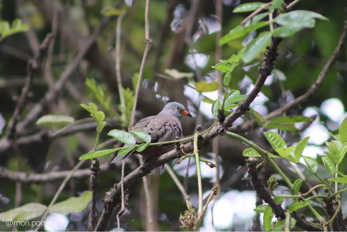 Croaking Ground Dove - ML646483784