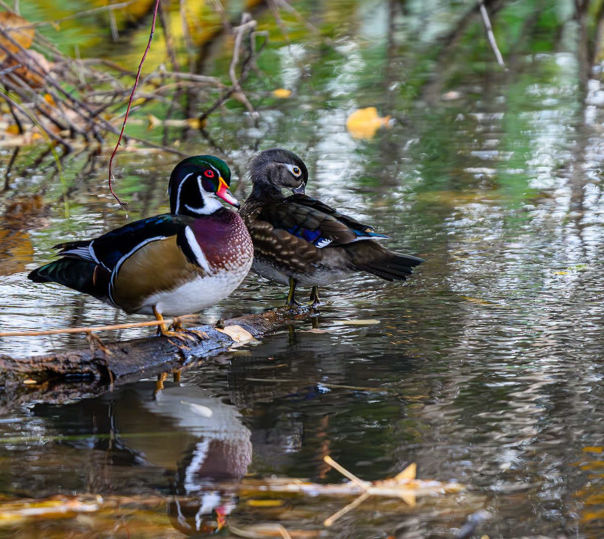 Ahate karolinarra - ML646483786