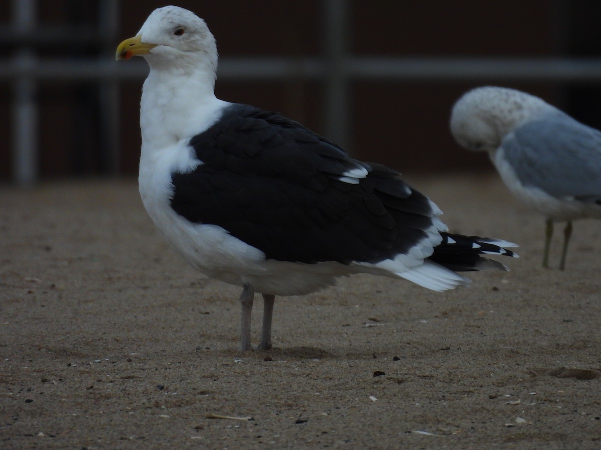 Great Black-backed Gull - ML646483790
