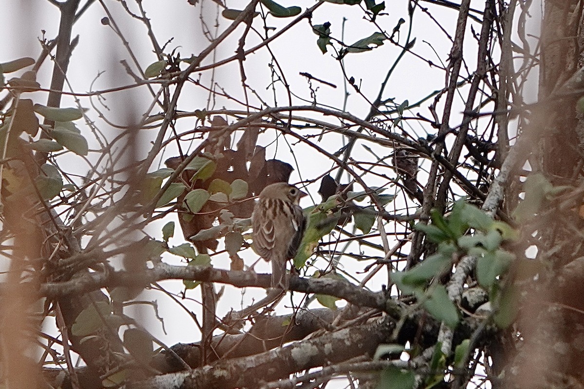Dickcissel - ML646483791