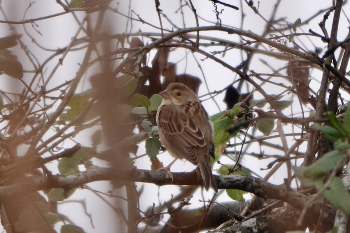Dickcissel - ML646483792