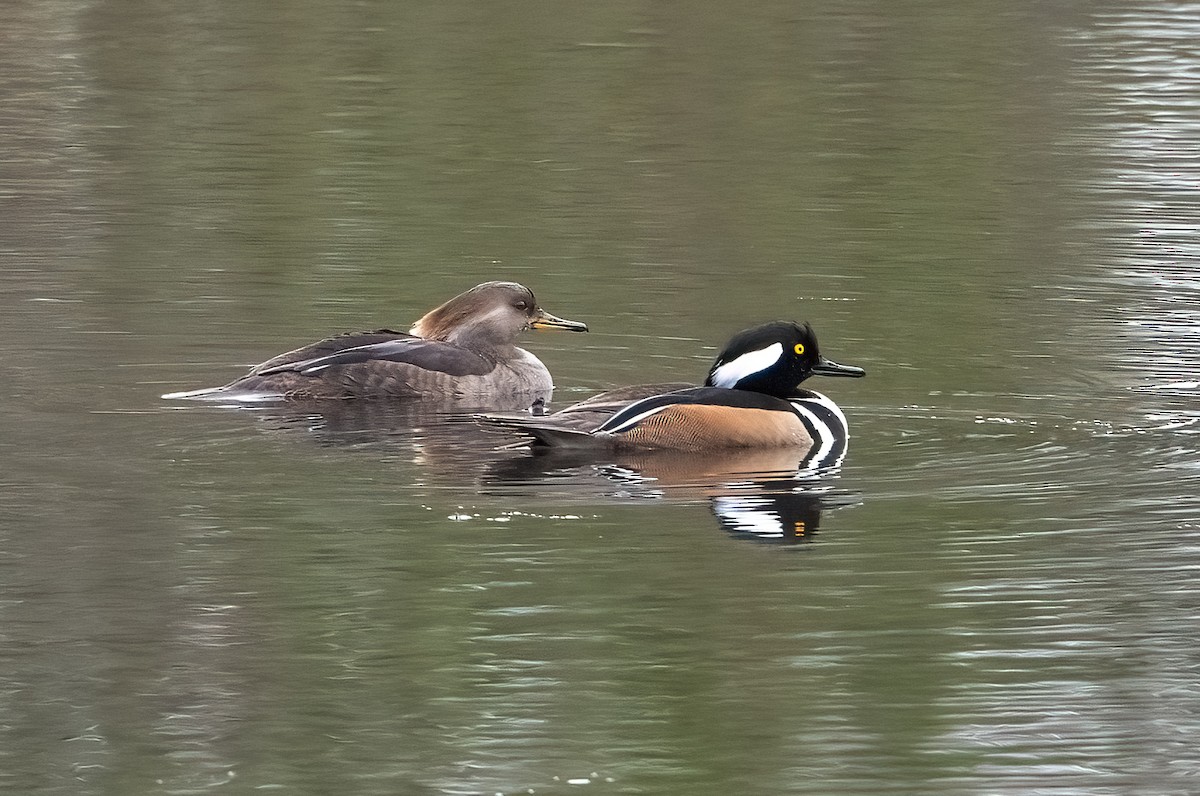 Hooded Merganser - ML646483794
