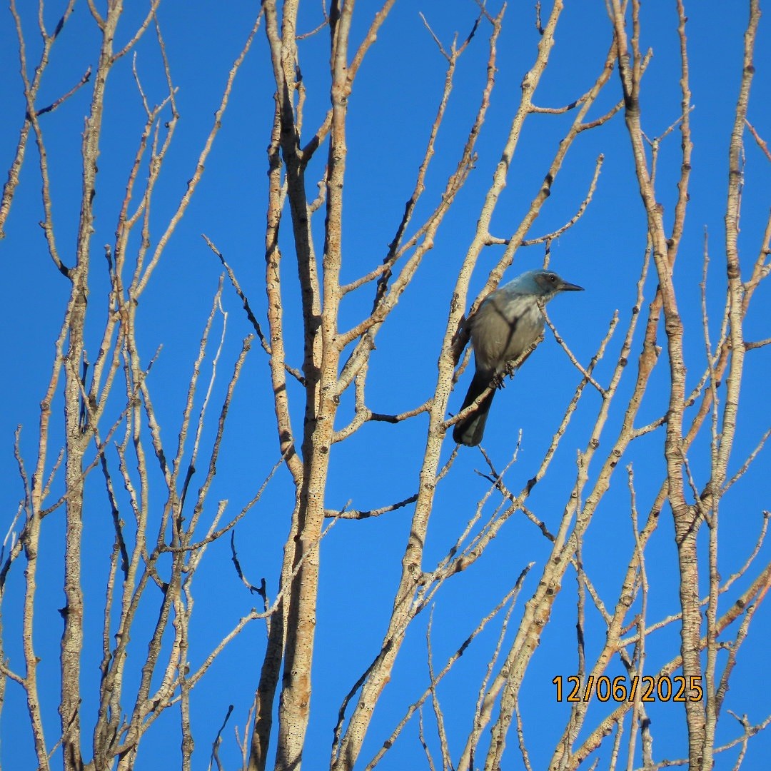 Woodhouse's Scrub-Jay - ML646483795
