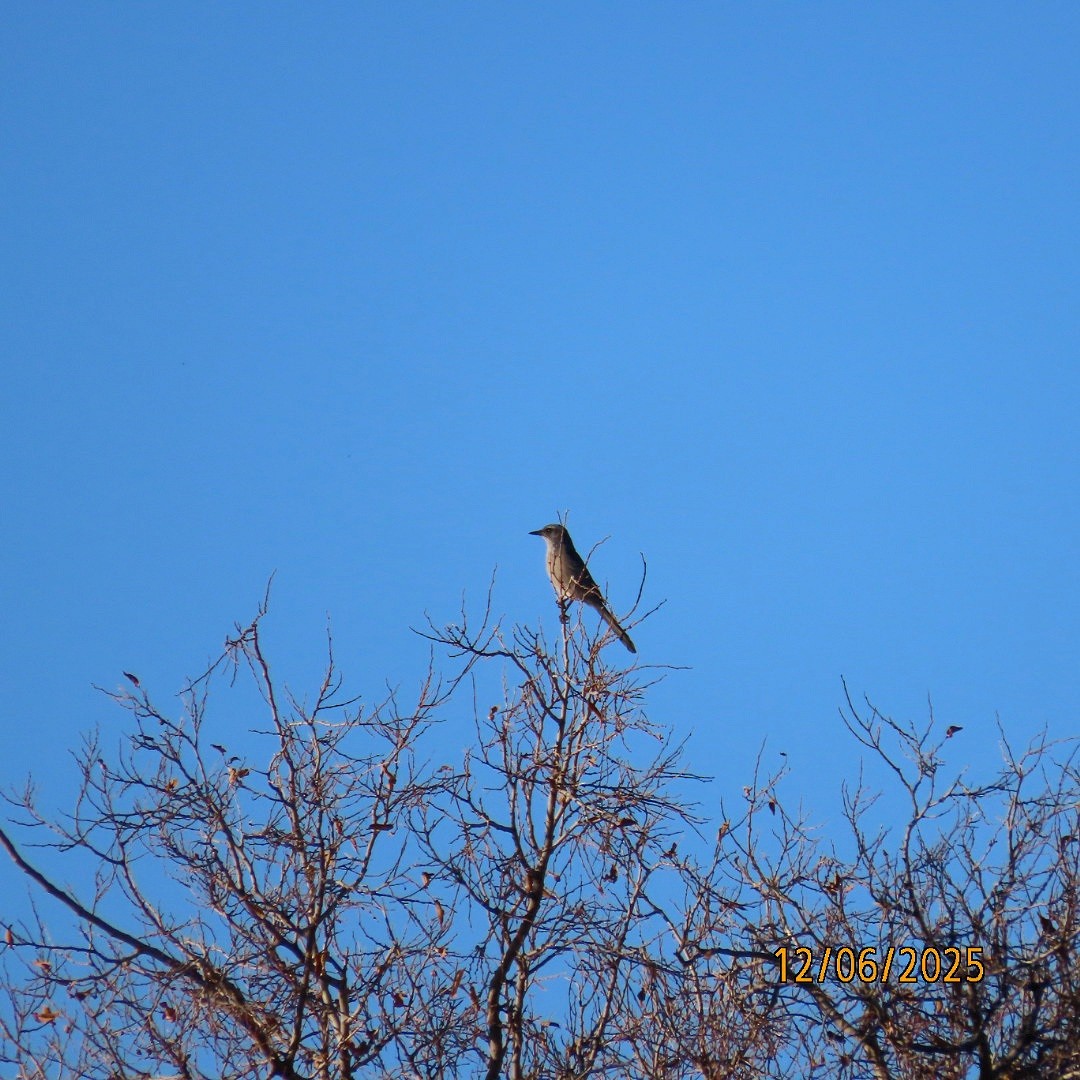 Woodhouse's Scrub-Jay - ML646483796