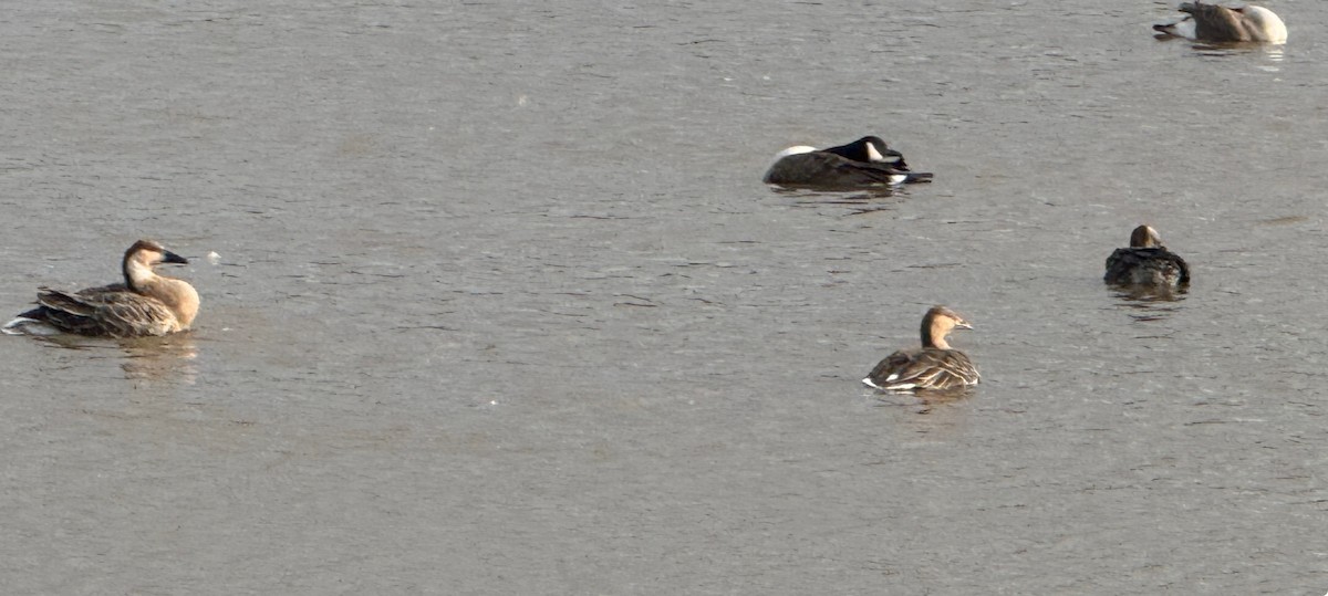 husa labutí - ML646483798