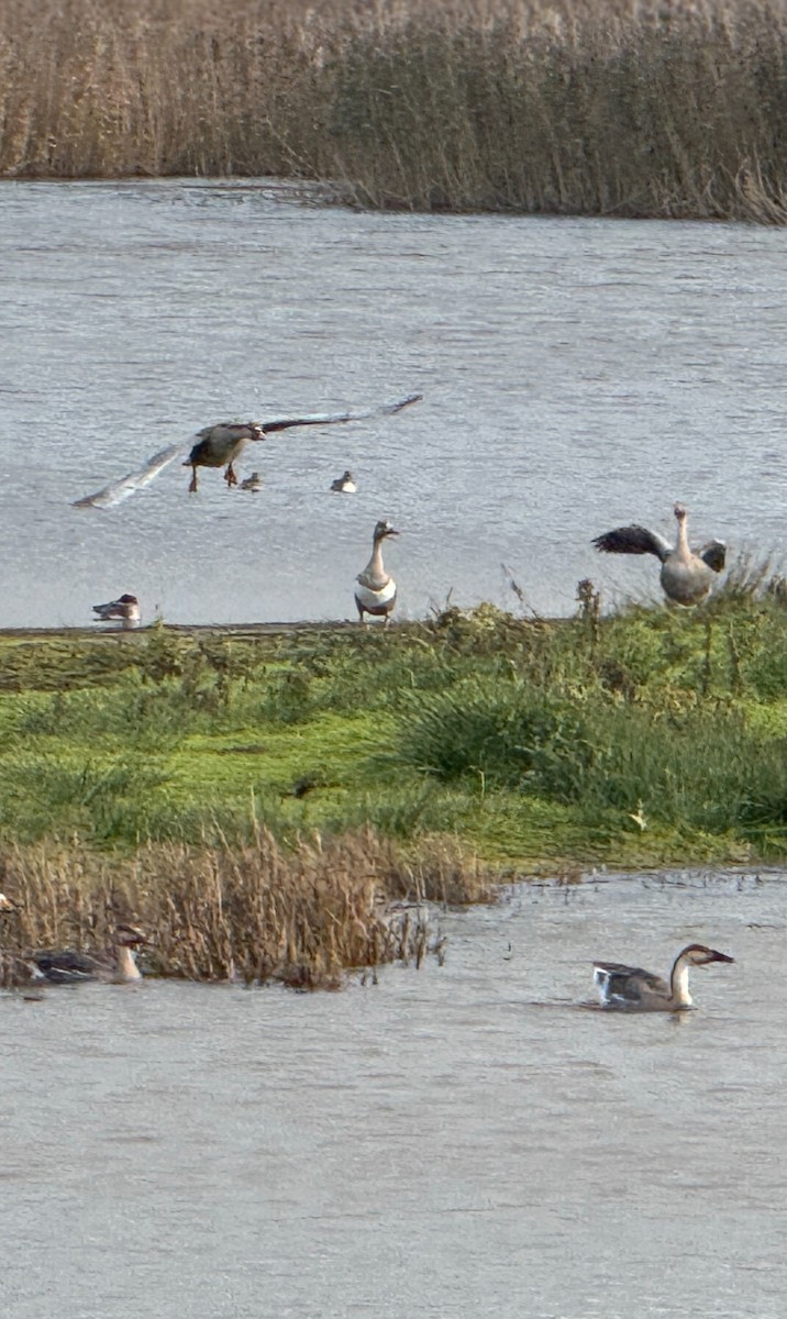 husa labutí - ML646483799