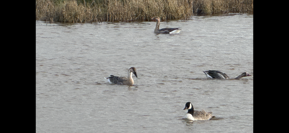 husa labutí - ML646483801