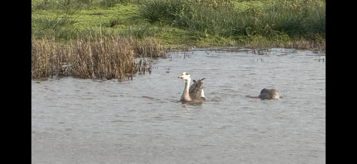 husa labutí - ML646483802