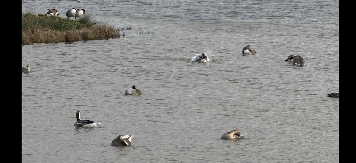 husa labutí - ML646483803