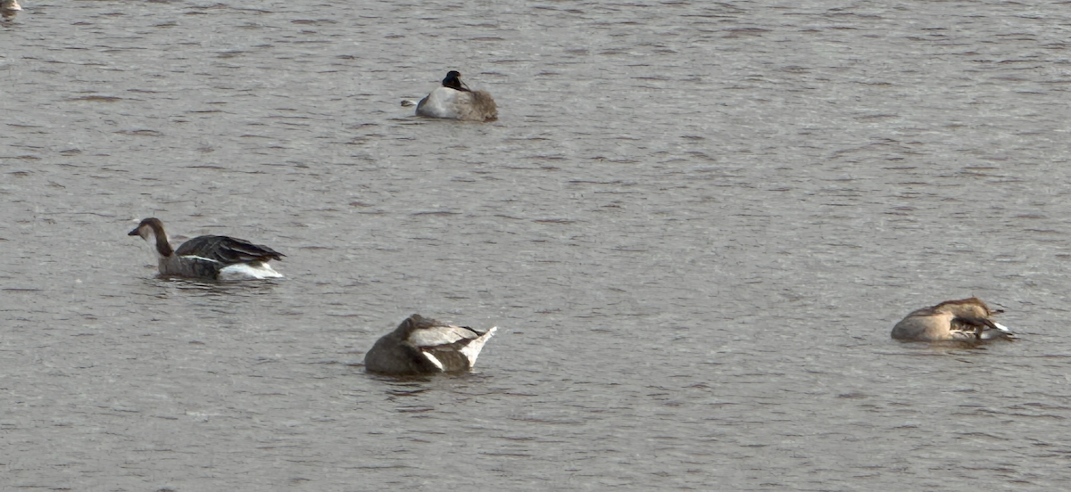 husa labutí - ML646483806