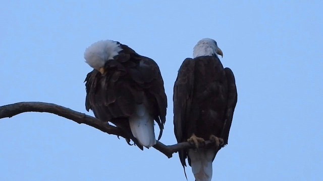 Bald Eagle - ML646483807