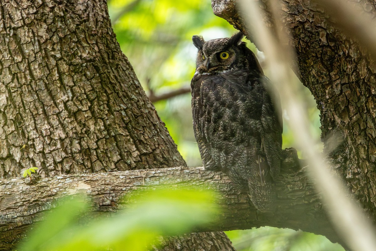 アメリカワシミミズク - ML646483812