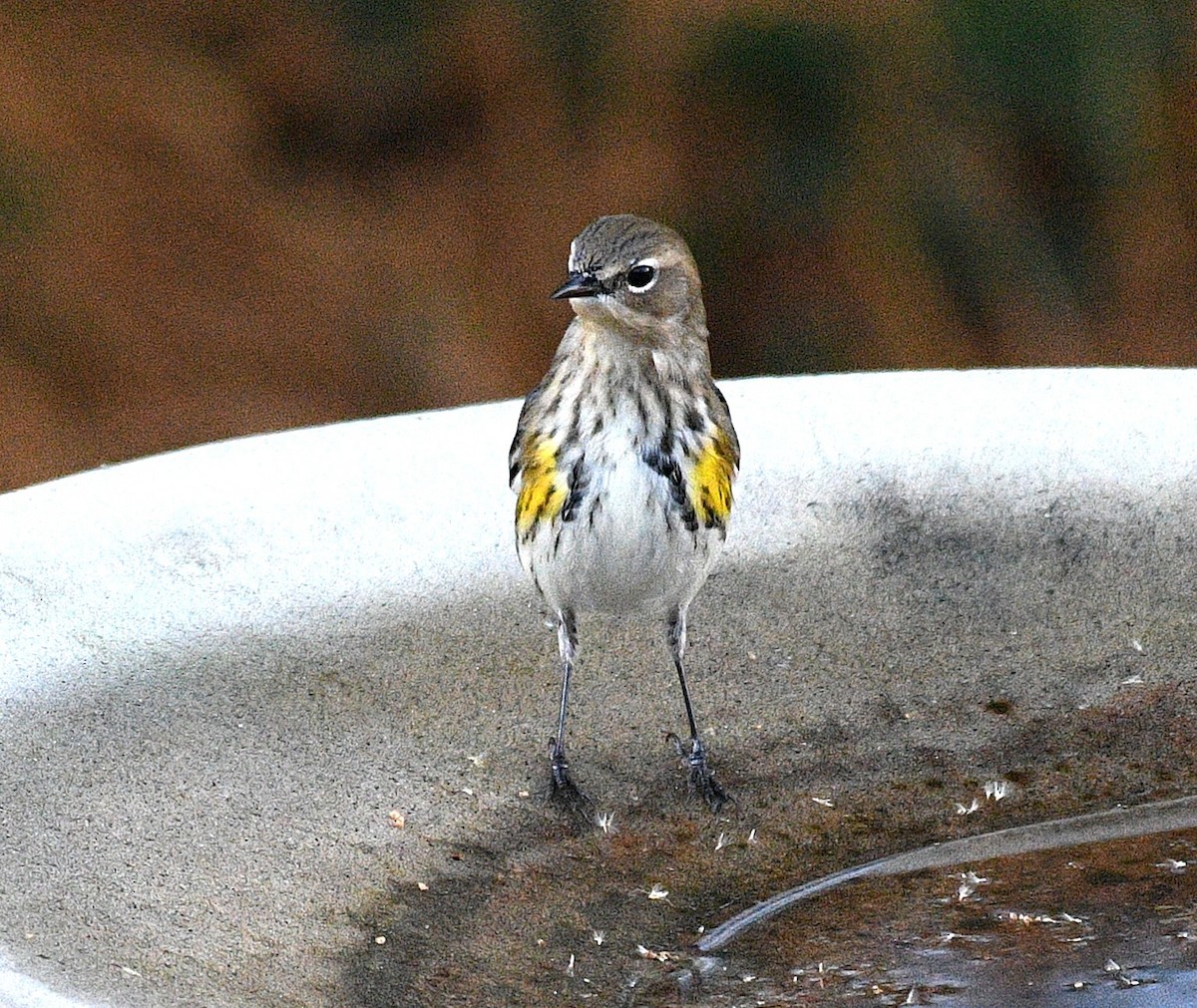 lesňáček žlutoskvrnný - ML646483818