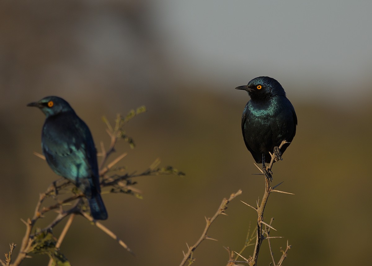 Cape Starling - ML646483819