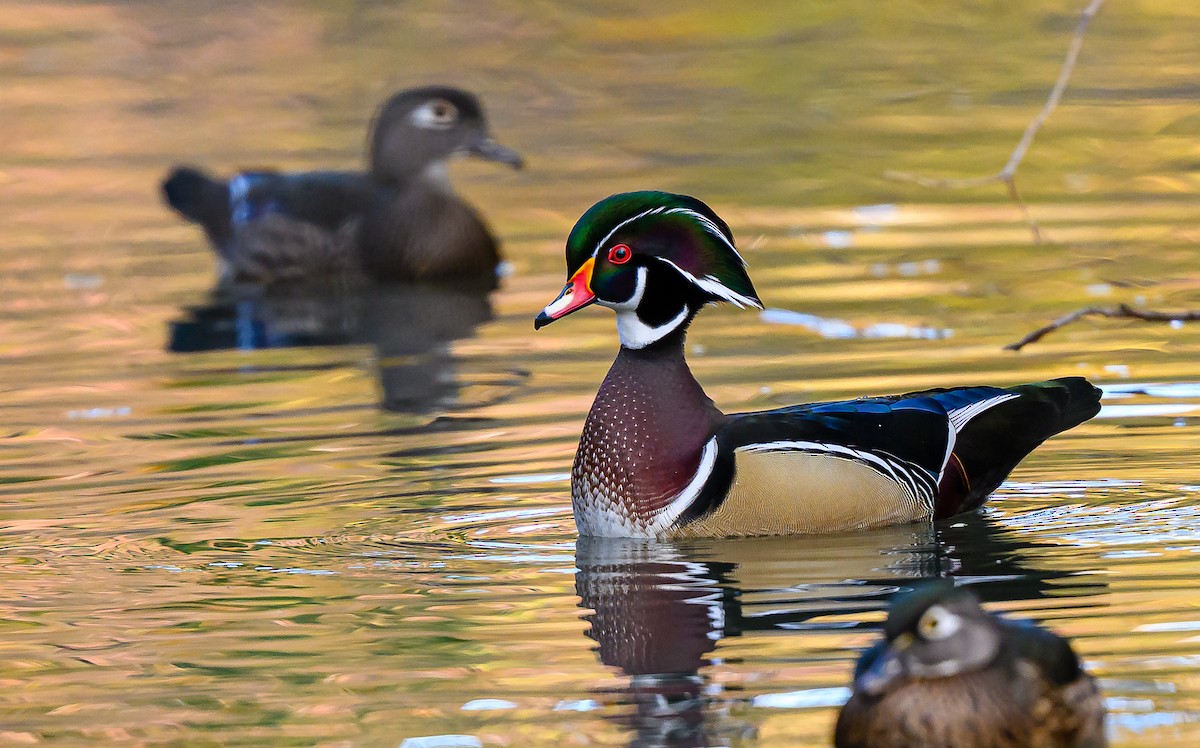 Ahate karolinarra - ML646483820