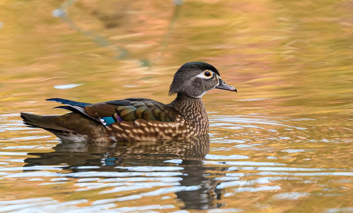 Ahate karolinarra - ML646483821