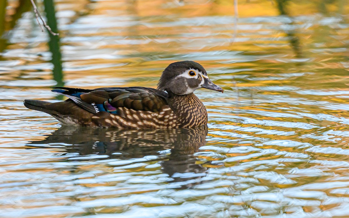 Ahate karolinarra - ML646483823