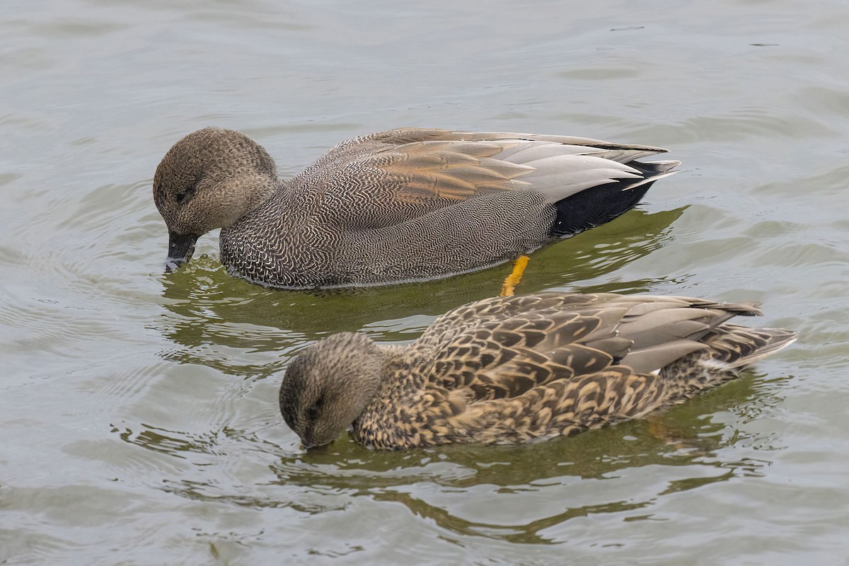 Gadwall - ML646483825