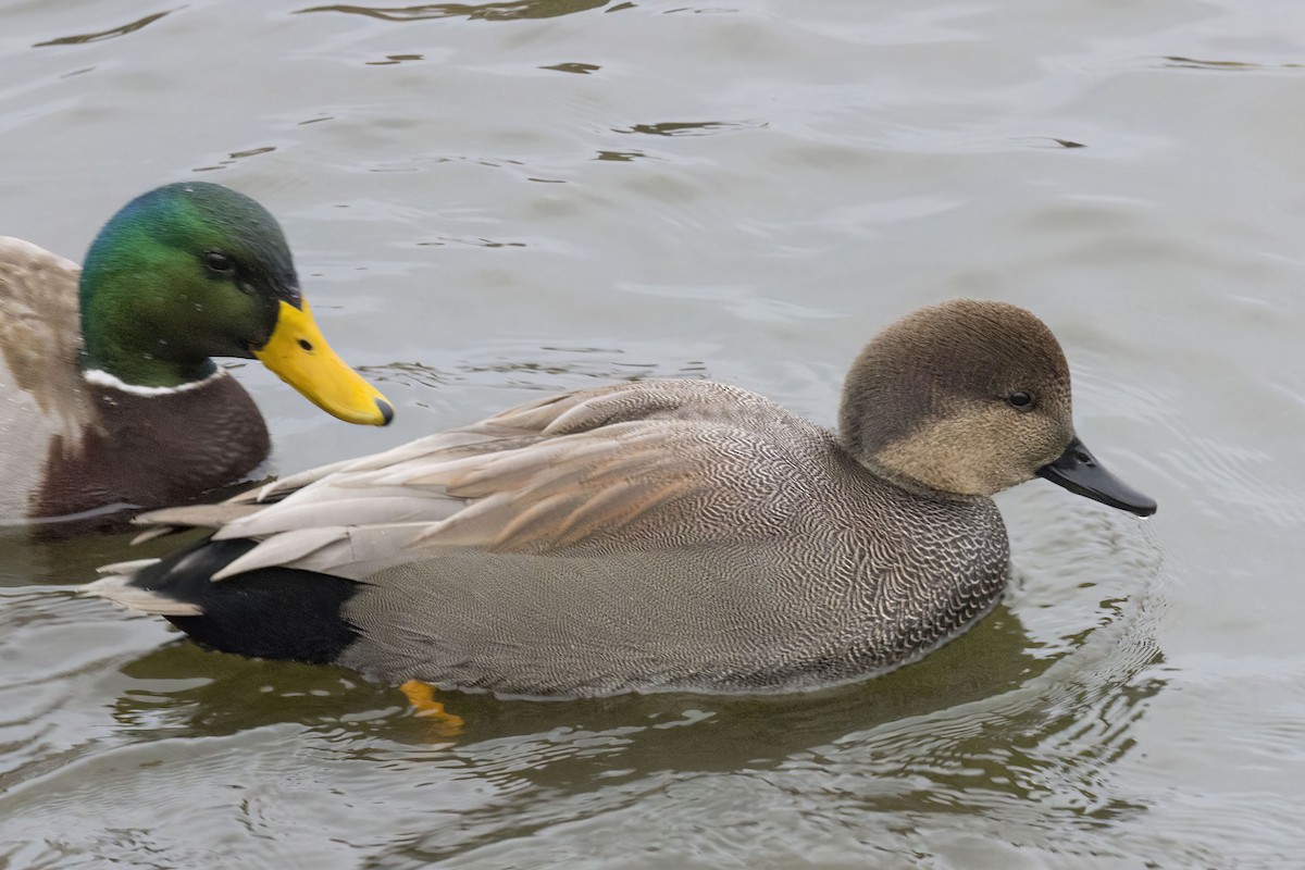 Gadwall - ML646483826