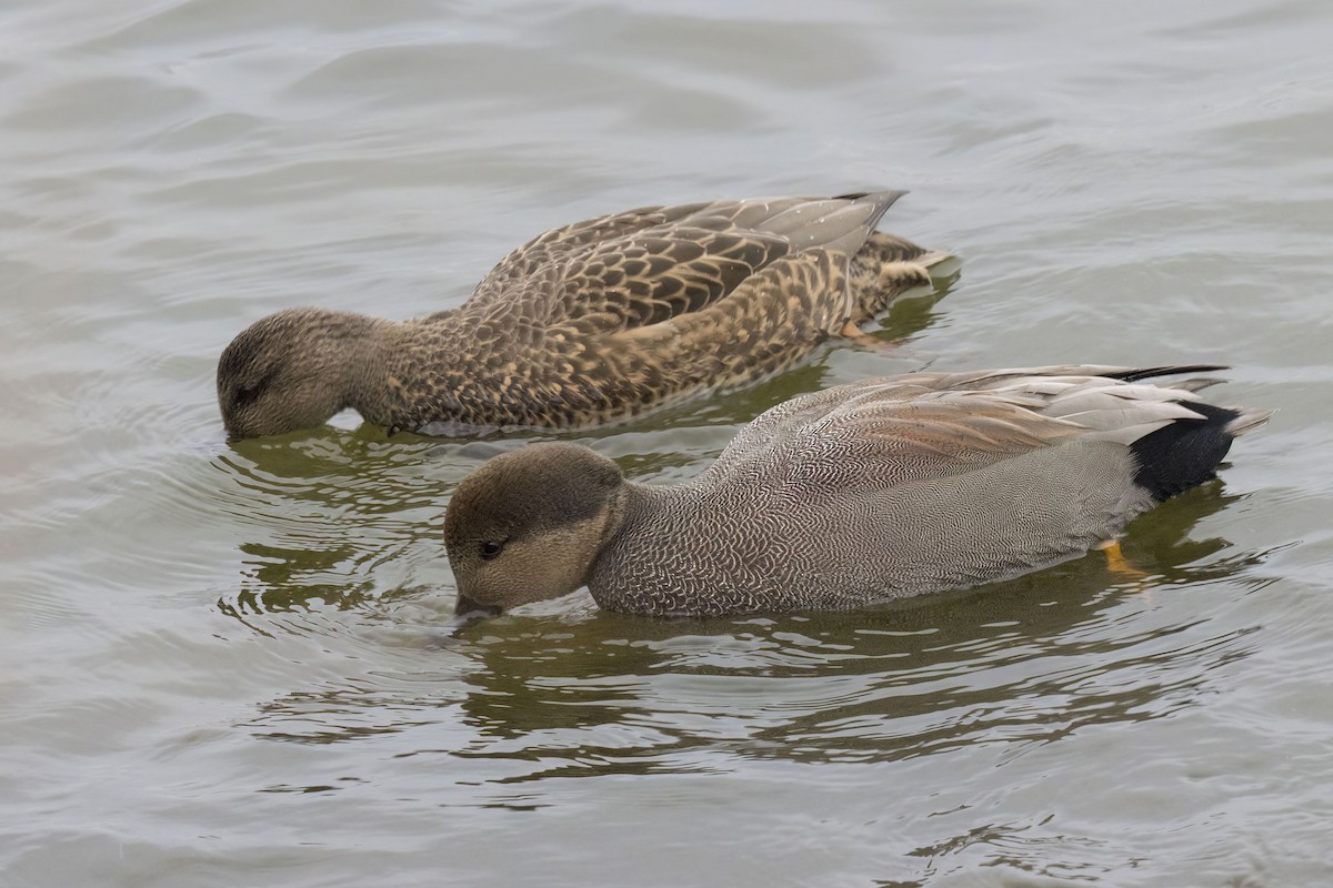 Gadwall - ML646483827