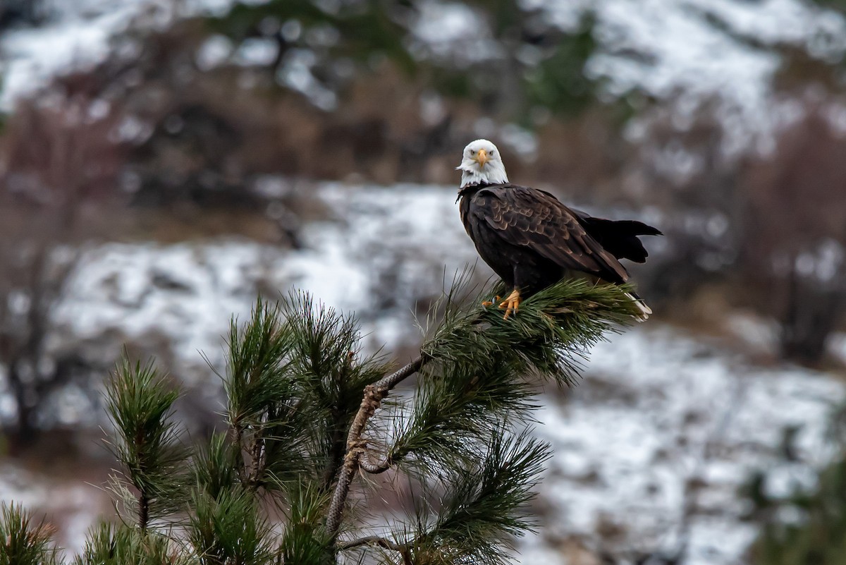 Bald Eagle - ML646483829