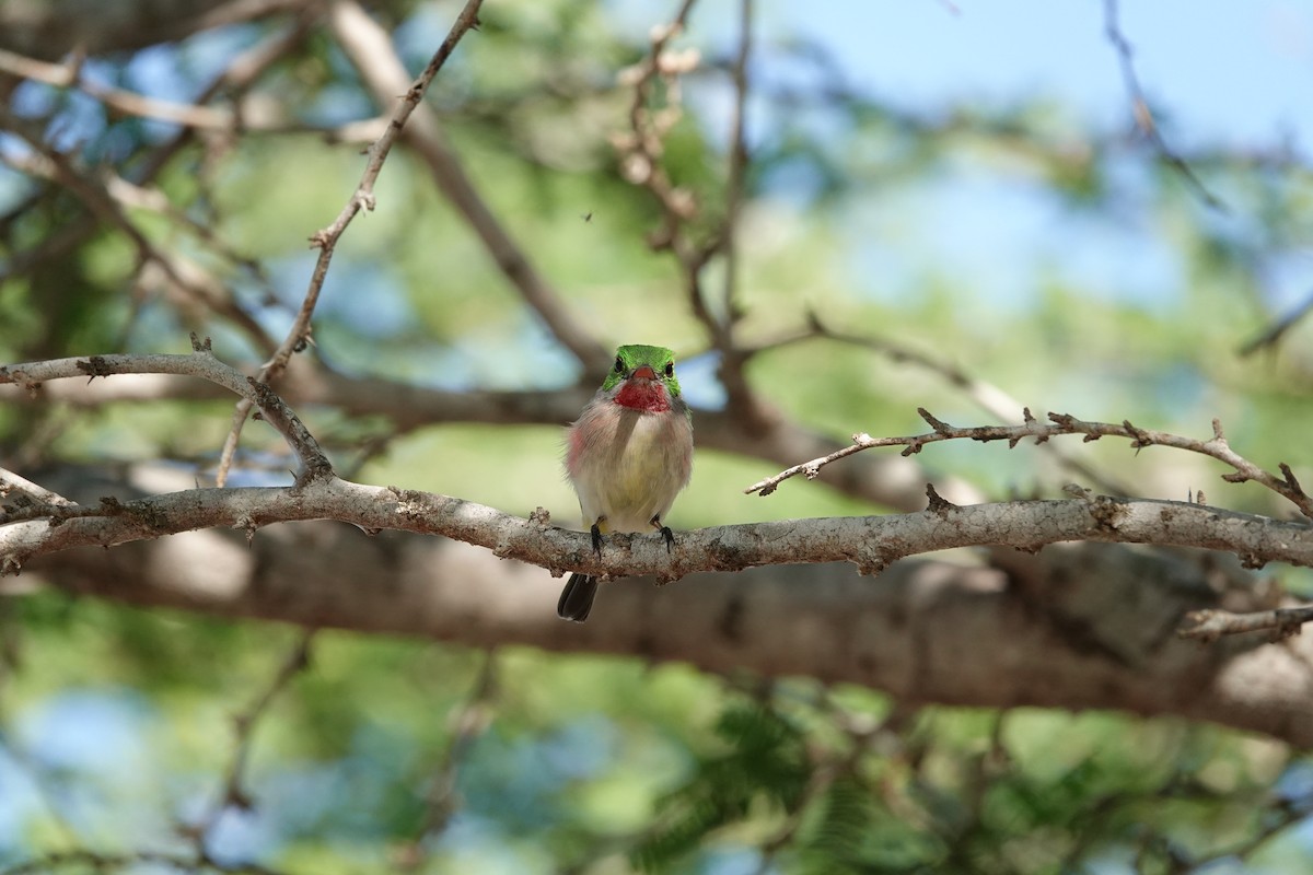 Ширококлювый тоди - ML646483830