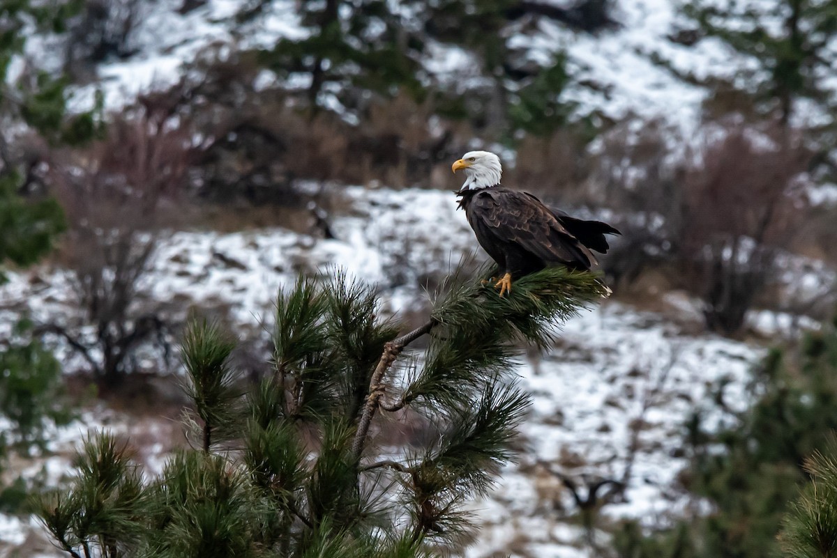 Bald Eagle - ML646483832