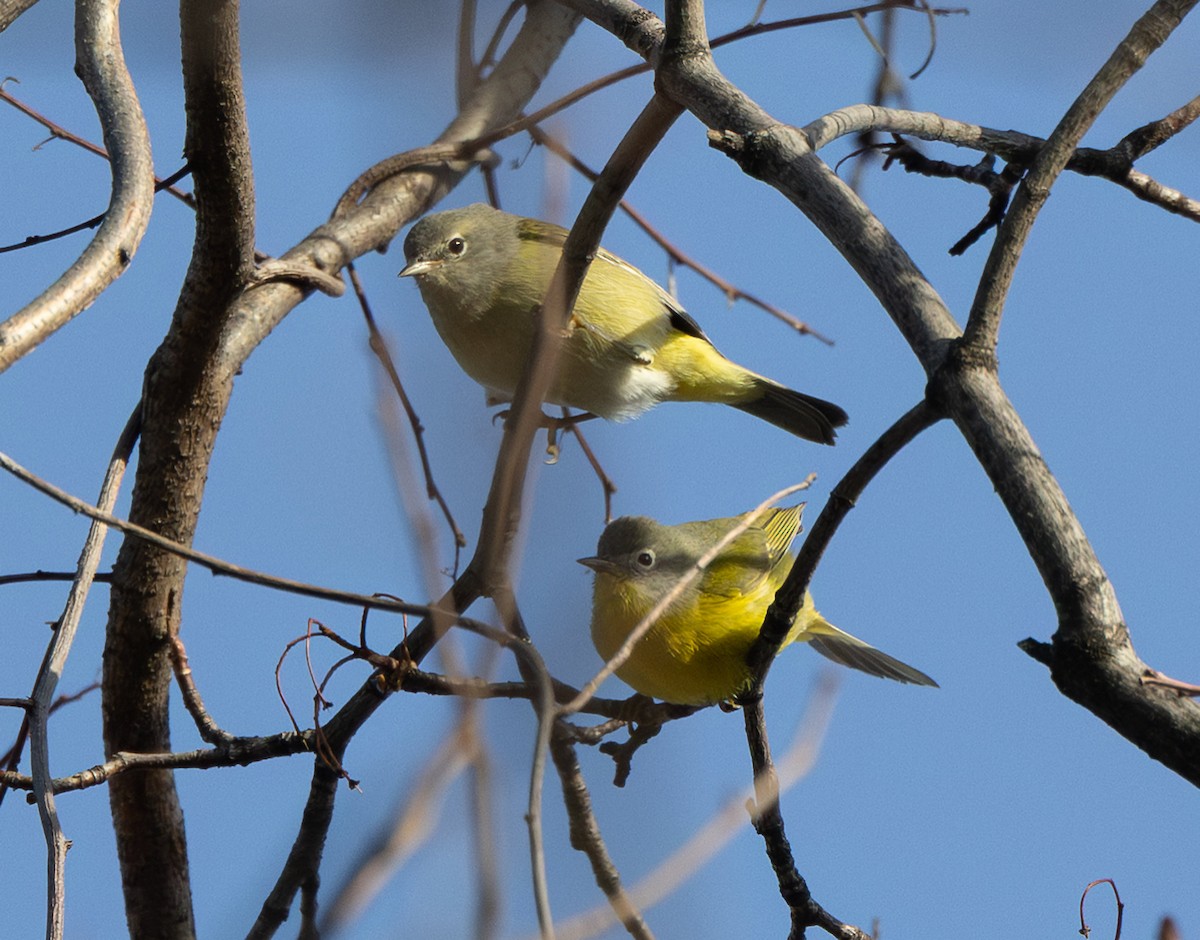 Orangefleck-Waldsänger - ML646483834