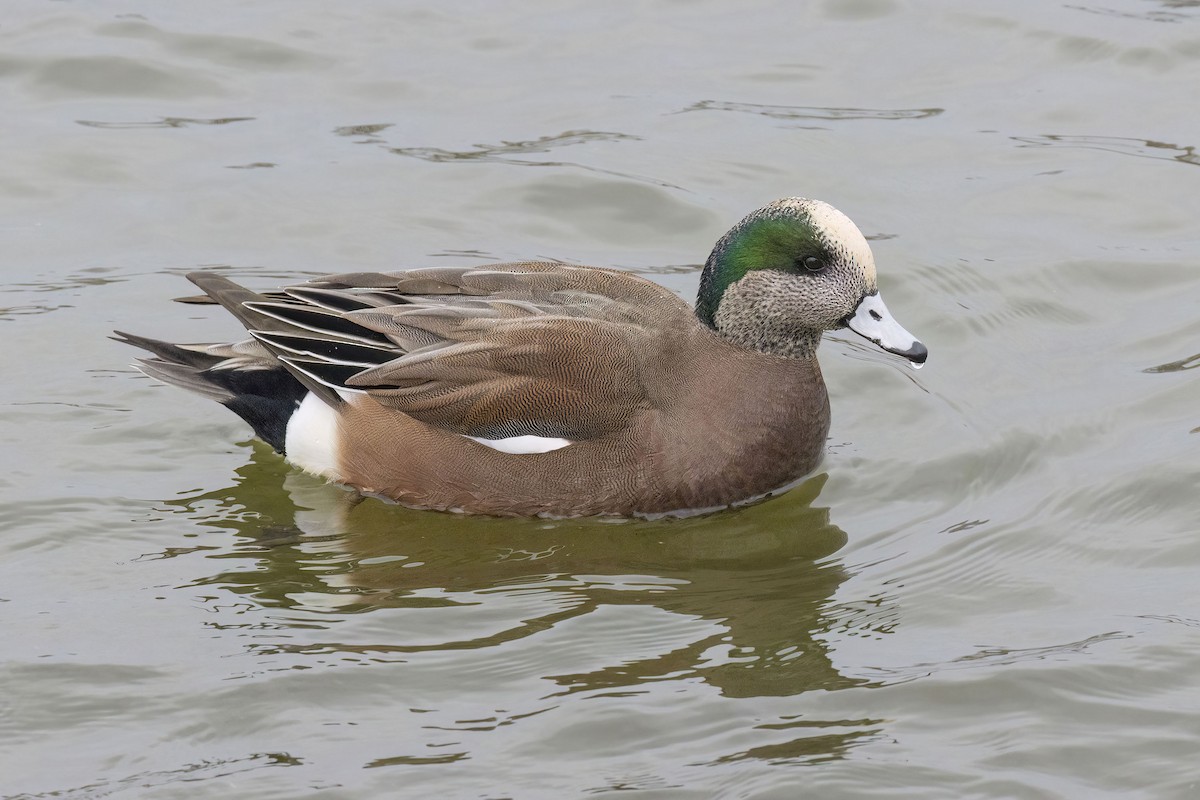 American Wigeon - ML646483841