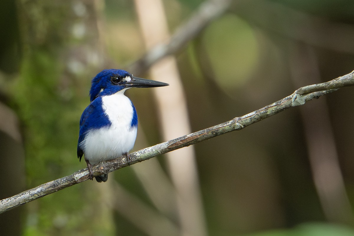 Mangrovezwergfischer - ML646483852