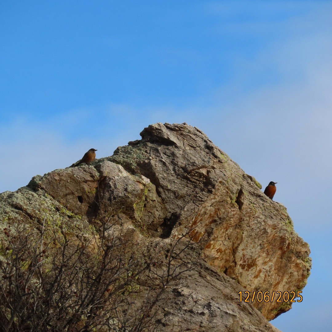 American Robin - ML646483853