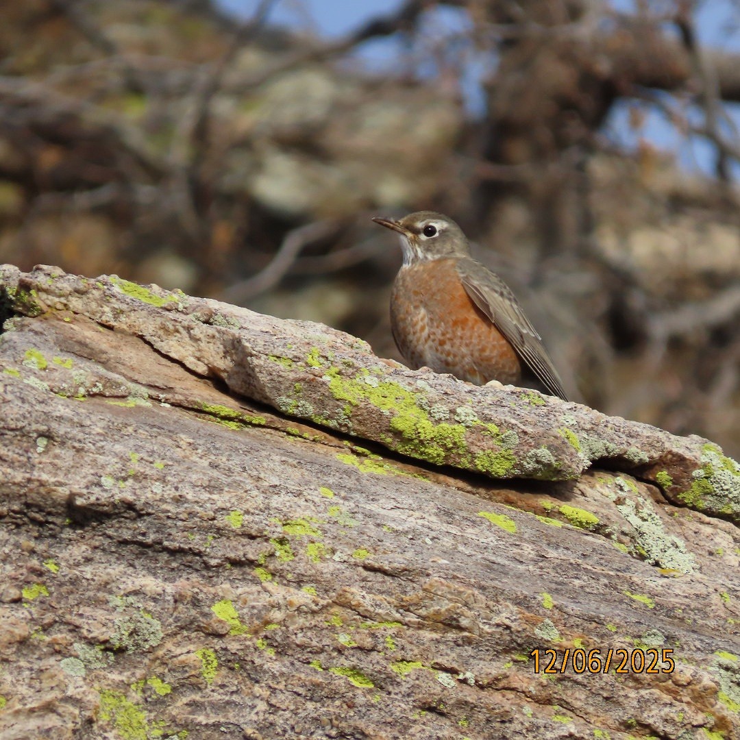 American Robin - ML646483855