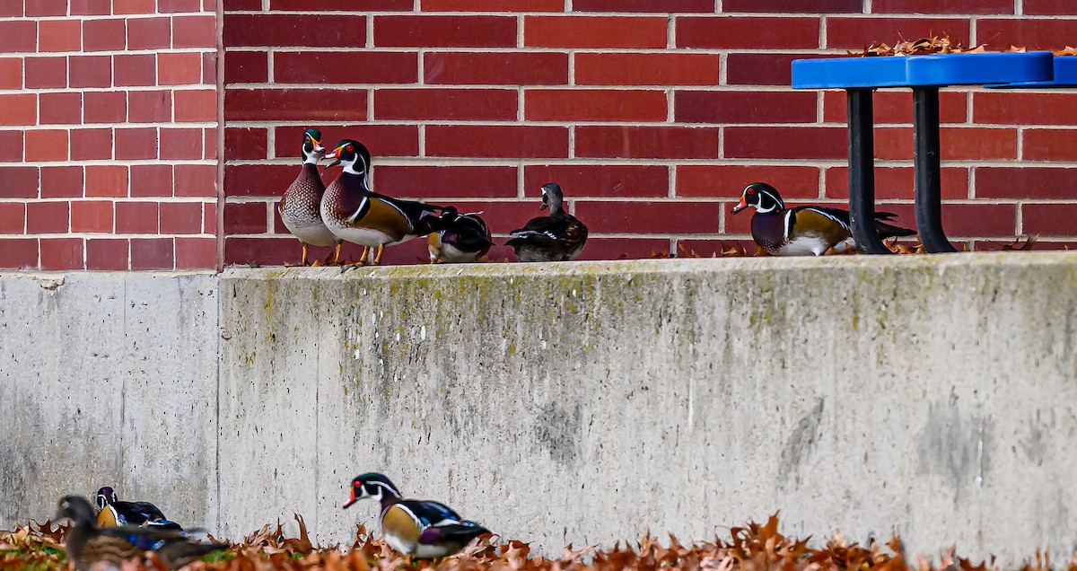 Ahate karolinarra - ML646483856