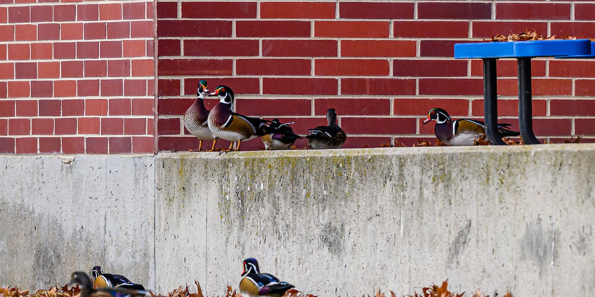 Ahate karolinarra - ML646483857