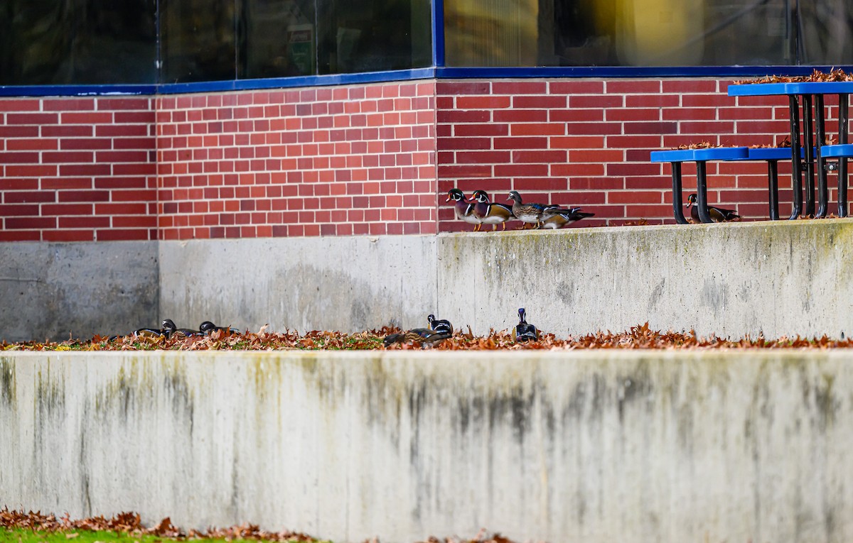 Ahate karolinarra - ML646483858